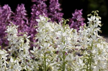 Flowers of the gas plant. Flowers of the gas plant.