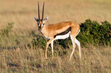A young male gazelle. A young male gazelle.