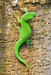 A Madagascar gecko. A Madagascar gecko.