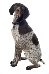 A German shorthaired pointer. A German shorthaired pointer.