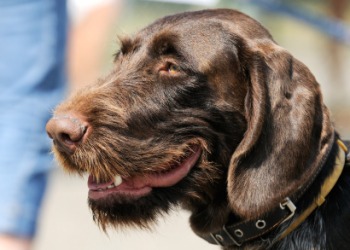 A German wirehaired pointer. A German wirehaired pointer.