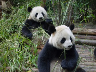 Two giant pandas. Two giant pandas.