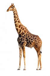 An adult giraffe. An adult giraffe.