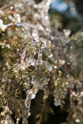A shrub glistening with ice. A shrub glistening with ice.