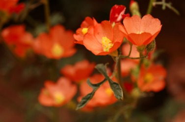 Orange globe mallow flowers. Orange globe mallow flowers.
