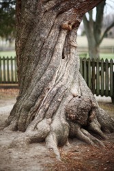 An old gnarled tree. An old gnarled tree.