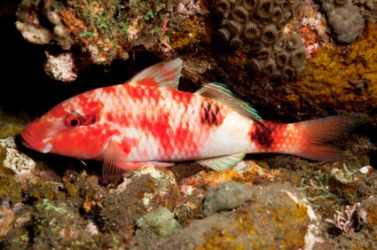 A bright colored goatfish. A bright colored goatfish.