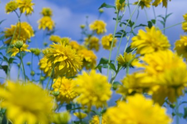 Golden glow flowers. Golden glow flowers.