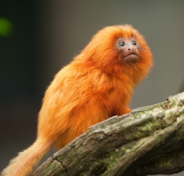 A baby golden lion tamarin. A baby golden lion tamarin.