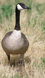 A Canadian goose. A Canadian goose.
