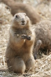 Close up of a gopher. Close up of a gopher.