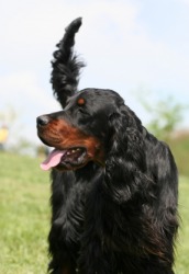 A young Gordon Setter. A young Gordon Setter.