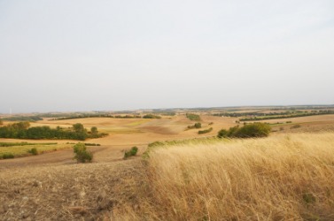 A golden grainfield. A golden grainfield.