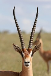 A Grant's gazelle. A Grant's gazelle.