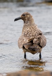 A great skua in Scotland. A great skua in Scotland.
