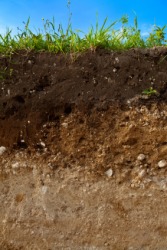 A cross section of ground. A cross section of ground.