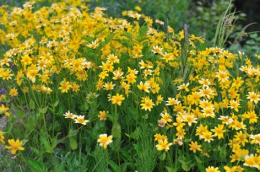 A field of groundsel or ragwort. A field of groundsel or ragwort.