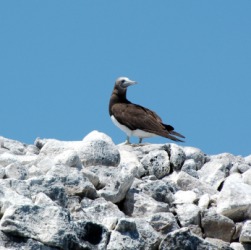 A bird perched on guano covered rocks. A bird perched on guano covered rocks.
