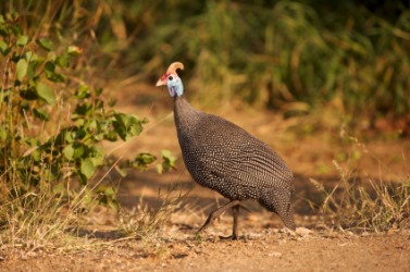 A helmeted guinea fowl. A helmeted guinea fowl.