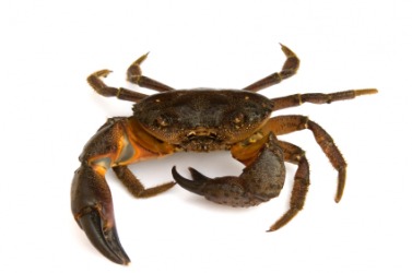 A hard-shell crab. A hard-shell crab.