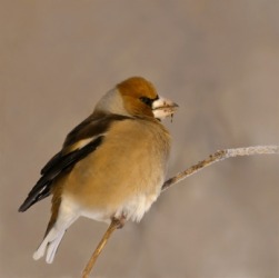 A close up of a hawfinch. A close up of a hawfinch.