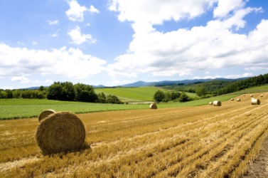 A field of hay. A field of hay.