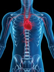 The human heart. The human heart.