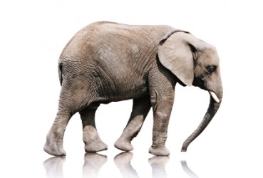 An elephant is heavy. An elephant is heavy.