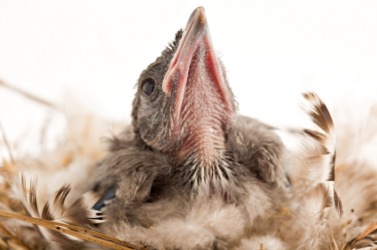 A helpless baby bird. A helpless baby bird.