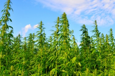 Hemp plants. Hemp plants.