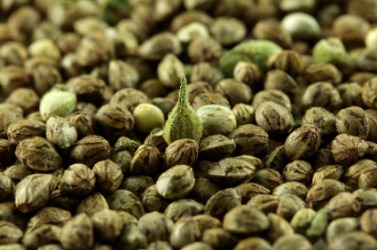 A pile of hempseed. A pile of hempseed.