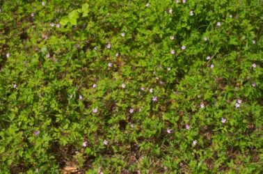 A carpet of herb Robert. A carpet of herb Robert.