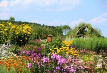 Herbaceous plants on a hillside. Herbaceous plants on a hillside.