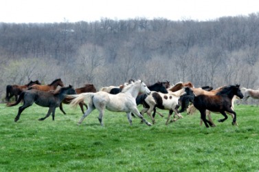 how to your to herd herd dictionary definition herd defined how to your to herd herd dictionary definition herd defined