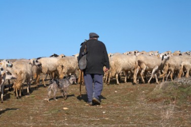 A herdsman with his sheep. A herdsman with his sheep.