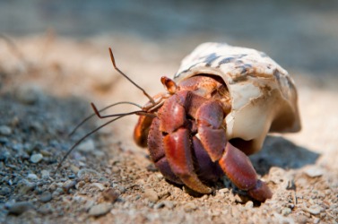 A Caribbean hermit crab. A Caribbean hermit crab.
