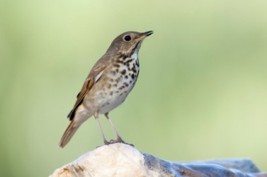 A hermit thrush. A hermit thrush.