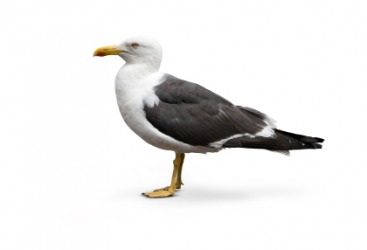 A herring gull. A herring gull.