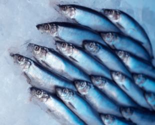 A collection of herring. A collection of herring.