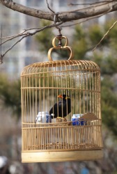 A pet hill myna in a cage. A pet hill myna in a cage.