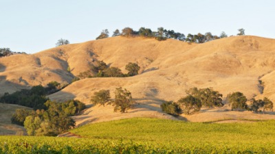 Trees on a hillside. Trees on a hillside.