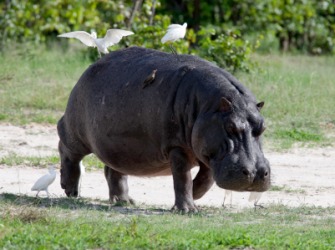 A hippopotamus out for a stroll. A hippopotamus out for a stroll.