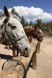 Horses tied to a hitching post. Horses tied to a hitching post.