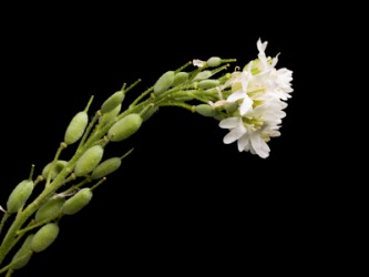 The hoary alyssum plant. The hoary alyssum plant.