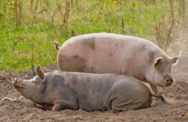 A pair of hogs. A pair of hogs.