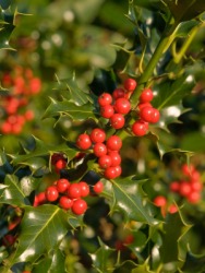A branch of the holly tree. A branch of the holly tree.