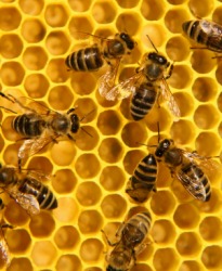 Bees in a honeycomb. Bees in a honeycomb.