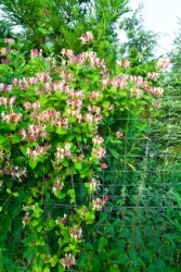 Honeysuckle growing on a fence. Honeysuckle growing on a fence.