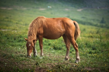 The horse is a hoofed animal. The horse is a hoofed animal.