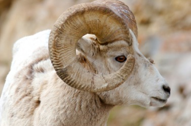 Curled horns on a sheep. Curled horns on a sheep.
